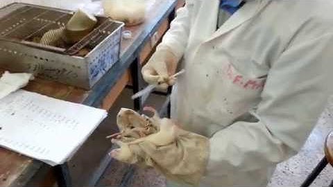 Pharmacology Practical: Intraperitoneal injection in rats