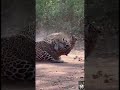 Leopard vs Leopard – Brutal Territory Fight! 🐆🔥 #wildlife #animalbehavior #shorts