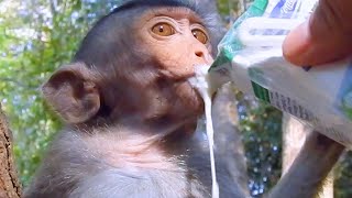 Incredible Scene !! The best poorest monkey Arian tries to get milk happily | Walkie Talkie