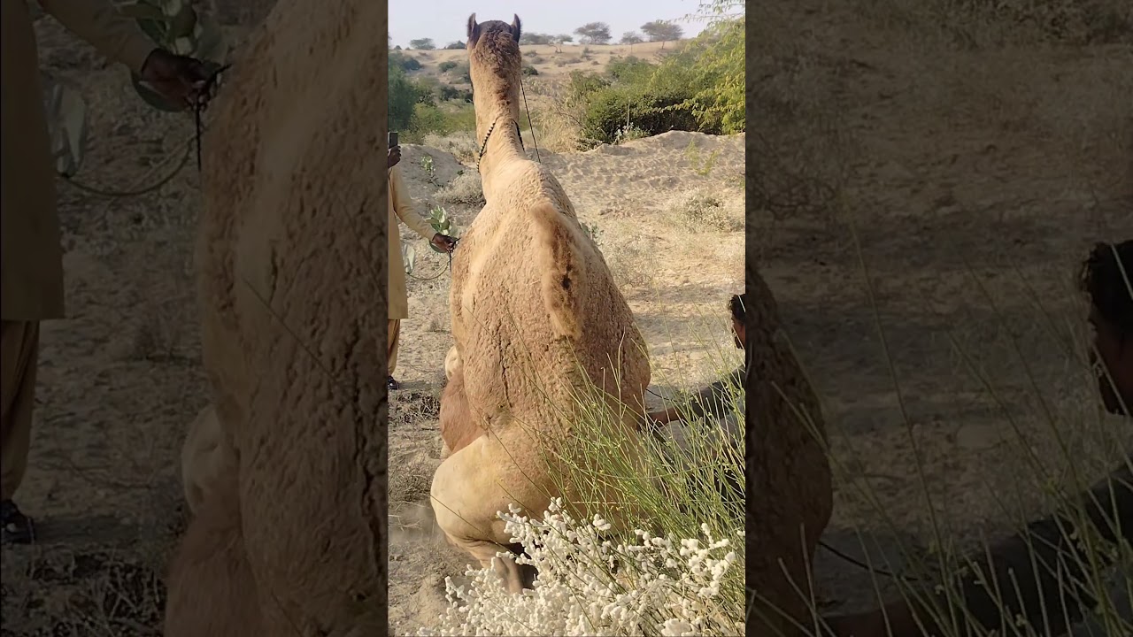 فيديو لقاء الجمل _جمل يستمتع بالفيديو المباشر لممارسة الجنس مع الجمل