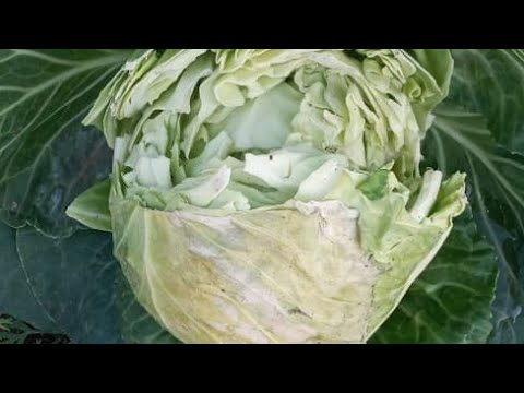 Video: Splitting Cabbage Heads - What Causes Split Cabbage Heads
