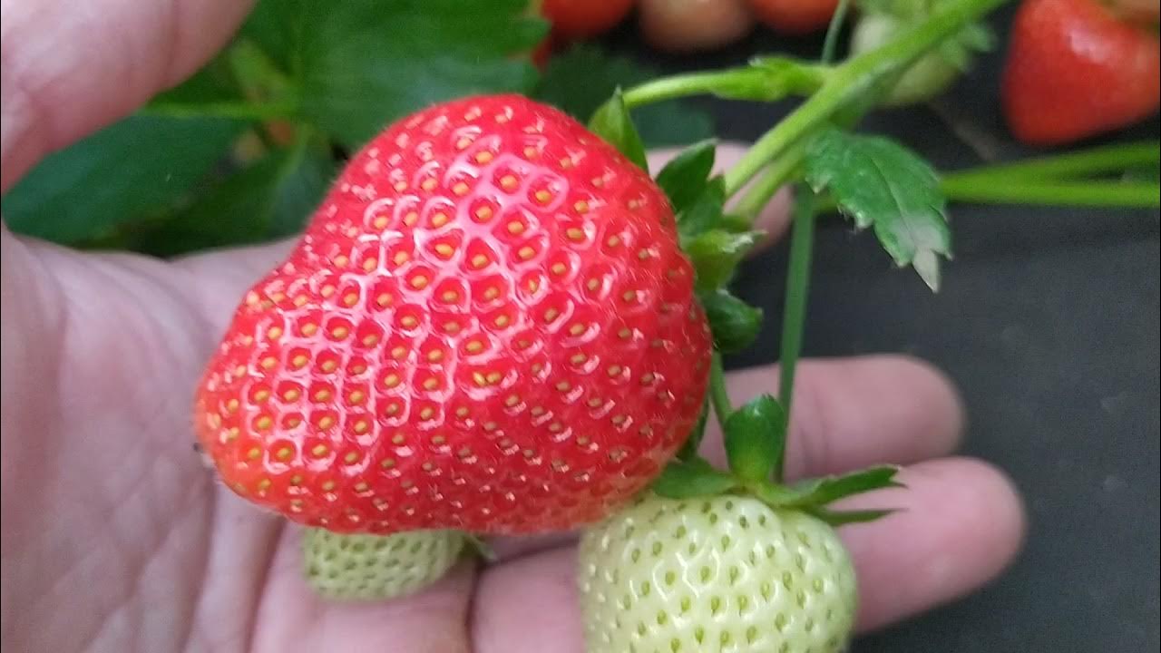Клубника вивара описание фото