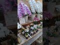 Orquídea no Japão