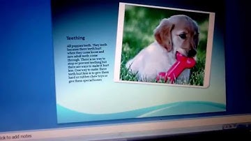 A PowerPoint on dogs and puppies!
