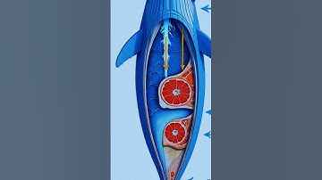 What Happens When a Whale Explodes?