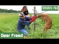 Tangled deer wrestles with wildlife rescuer!