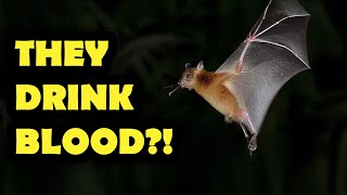 Vampire Bats: Do They Really Drink Blood?