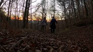 Immerse Yourself in the Beauty of the Forest 🌳 - 4K Nature Walk