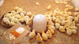 عمر الكتاكيت البيضة(3)ايام مع العشبة الجبارة عل العلف لعلاج الاسهال الرغوة ورافع مناعة وتحويل الفراخ