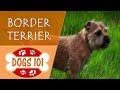 Dogs 101 - BORDER TERRIER - Top Dog Facts About the BORDER TERRIER の動画、YouTube動画。