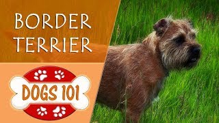 Dogs 101 - Border Terrier - Top Dog Facts About The Border Terrier