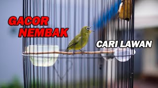 PANCINGAN PLECI GACOR NEMBAK CARI LAWAN, TERBUKTI BIKIN LAWAN EMOSI DAN CEPAT BUKA PARUH