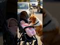 A dog rescued a baby riding in a stroller #ai #youtubeshorts #dog #baby #animals #cute #love #shorts