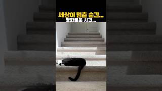 평화로운 시간…힐링하세요… #고양이 #냥스타그램 #고양이일상 #고양이영상 #고양이쇼츠