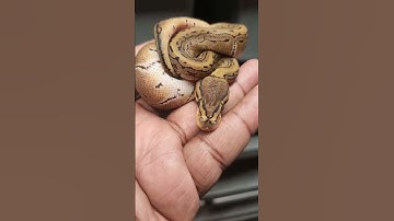 Baby snake after first shed