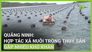 Vì sao HTX nuôi trồng thủy sản ở Quảng Ninh gặp vô vàn những khó khăn? | VTC16