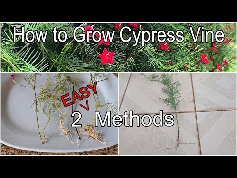 How to Grow Cypress Vine - 2 Methods (English)