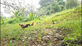 Bẫy gà rừng mới nhất một ngày thật là tuyệt vời gặp ngày con gà rừng tơ chờ lâu mấy chịu chiến nhau