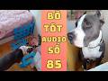 Bò Tót Audio Số 85 Chú Chó Leo