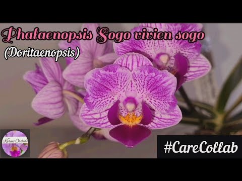 Doritaenopsis Sogo Vivien Sogo (phalaenopsis) #CareCollab