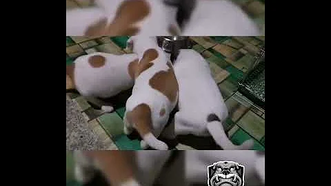 Before you buy an american bulldog puppy, watch this 🐾 #Shorts