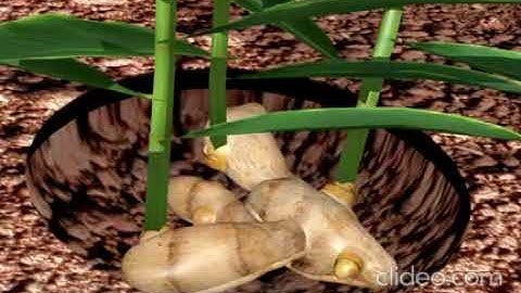 Vegetative propagation by ginger