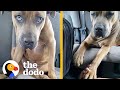 Pittie Asks Her Rescuer To Hold Her Paw On The Way To The Vet | The Dodo Pittie Nation