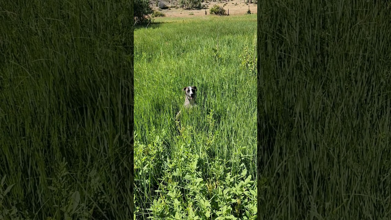 Tall Grass In Dog S Stomach Reference: Walter Meets The Tall Grass Dog