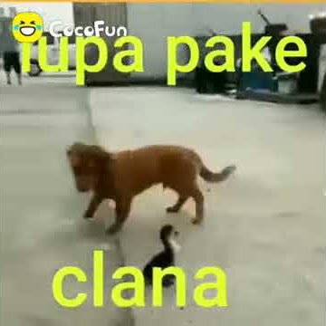 LUCU - BEBEK GIGIT 'ANU-NYA' ANJING