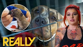 “It Smelt Like Death” Dog That’s Been In Labour For Days Is Rushed To The Vet | Pit Bulls &amp; Parolees