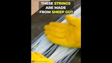 These Strings are Made from Sheep Gut