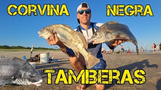 PESCA de CORVINA NEGRA en SOLYMAR📍 Impresionante la CANTIDAD que hay PESCANDO DE COSTA💥🎣