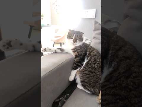 #cat #catlover #funnycats #funny
