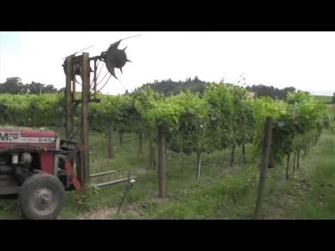 Wideo: Winorośl, która dusi żywopłoty – naprawianie żywopłotu porośniętego winoroślą