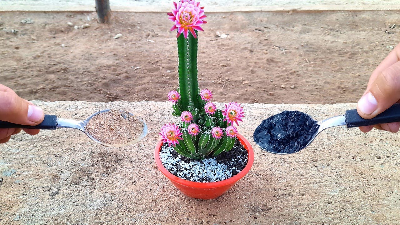 Uau! 1 colher faz qualquer cacto florir muito (Sem Gastar Nada) Uau! 1 colher faz qualquer cacto florir muito (Sem Gastar Nada)