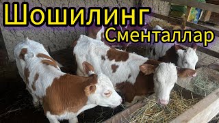 дахшат сментал букачалар келди