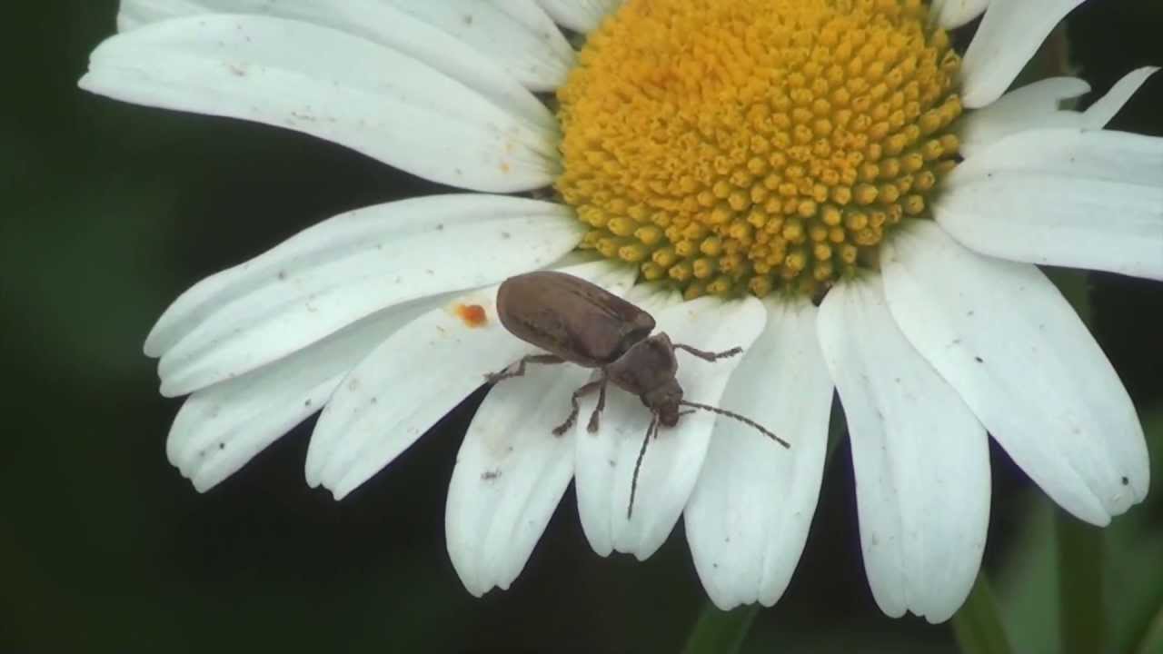 insect visit flower in order to