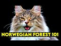 Norwegian Forest Cat 101 - Learn EVERYTHING About Them! の動画、YouTube動画。