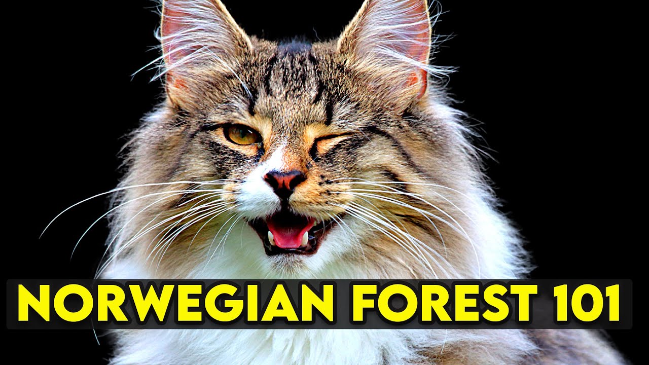 Norwegian Forest Cat Video