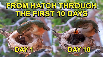 BABY HUMMINGBIRD