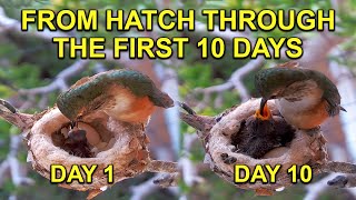 BABY HUMMINGBIRD'S First Ten Days in the NEST Timelapse by Hummingbird Spot 73,560 views 1 month ago 2 minutes, 13 seconds