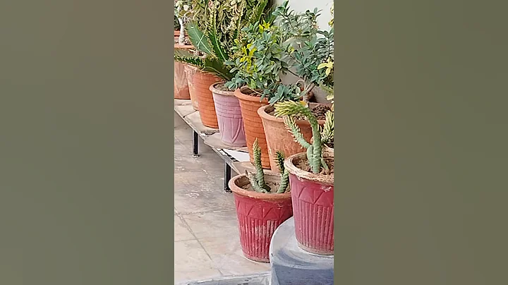 RARE HOUSEPLANT CARE | Secret Houseplant Care Tips From a Master Houseplant Grower #nursery#plants