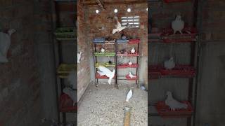 Kabutra De New Jode Shdd Te Khude Ch 🕊️❤️ #shorts #pigeon #kabutar #kabootar #pets #punjab