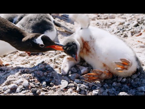 Young Penguin Tragically Dies | Penguin Post Office | BBC Earth