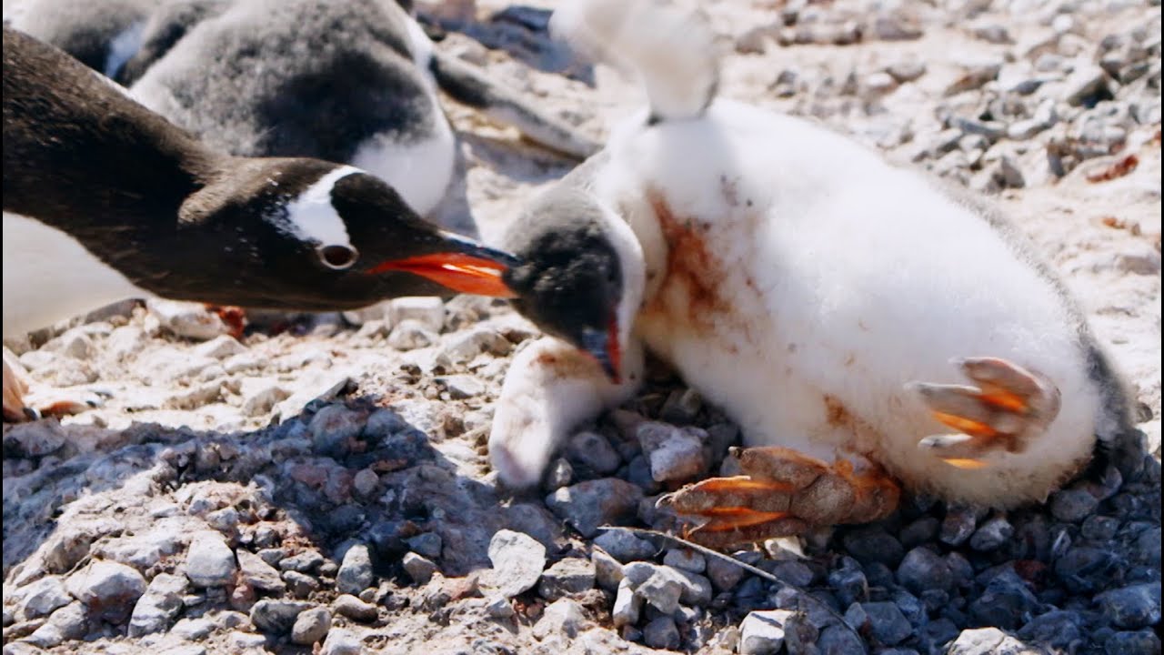 ⁣Young Penguin Tragically Dies | Penguin Post Office | BBC Earth