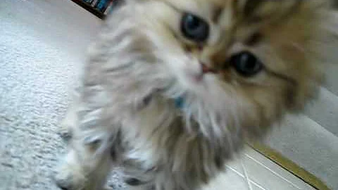 Video 11346221: shaded golden persian kitten, cute persian kitten