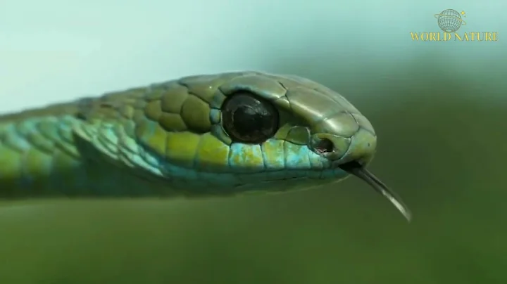 The Most Venomous Snakes in the World | Modern Dinosaurs