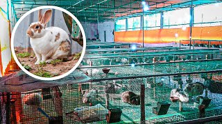 This is The BIGGEST Rabbit Farm In The WORLD!