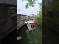 خنازير بتصيف في الساحل و سواق قارب لاسع خنازير بتصيف في الساحل و سواق قارب لاسع