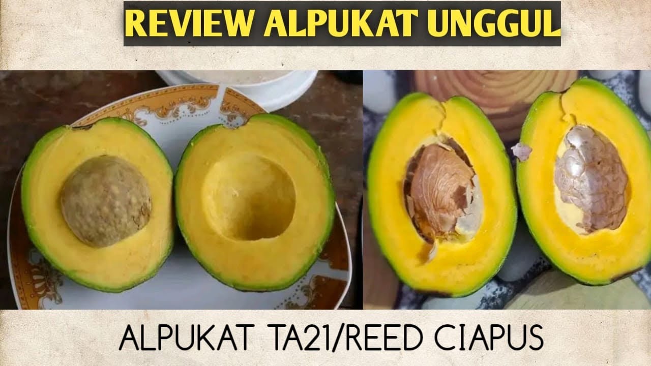 REVIEW ALPUKAT TA21 DI LAMPUNG MDPL 50 | AVOCADO REVIEW 